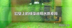 缸壁上的绿藻说明水质差吗