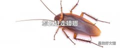 怎么赶走蟑螂