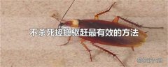 不杀死蟑螂驱赶最有效的方法