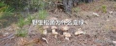 野生松菌为什么变绿