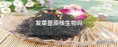 发菜是原核生物吗