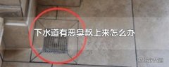 下水道有恶臭飘上来怎么办