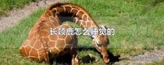 长颈鹿怎么睡觉的