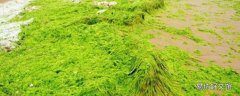 浒苔很臭吗