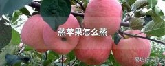 蒸苹果怎么蒸