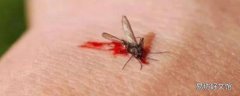 蚊子几天不吸血会死
