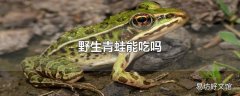 野生青蛙能吃吗