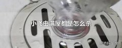 小飞虫满屋都是怎么杀