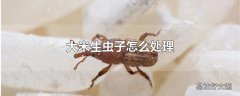 大米生虫子怎么处理