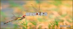 蜻蜓能飞多高