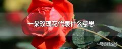 一朵玫瑰花代表什么意思