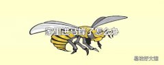 家里进马蜂了怎么办