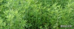 湖蒿是什么菜