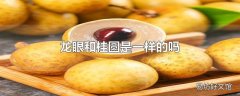 龙眼和桂圆是一样的吗