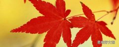 枫叶可以做什么