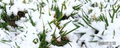 大雪兆丰年还是瑞雪兆丰年