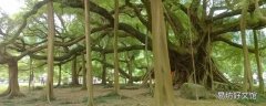 榕树有多大