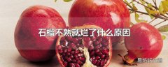 石榴不熟就烂了什么原因