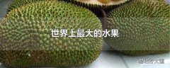 世界上最大的水果