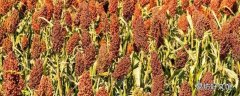高粱是什么颜色的