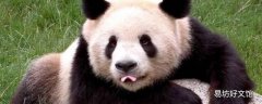 熊猫能活多久