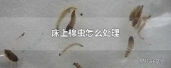 床上棉虫怎么处理