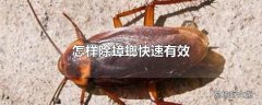 怎样除蟑螂快速有效