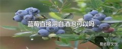 蓝莓直接用白酒泡可以吗