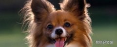 蝴蝶犬的特点