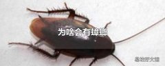 为啥会有蟑螂