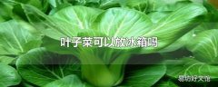 叶子菜可以放冰箱吗