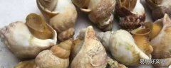 黄螺的特点