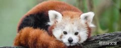 浣熊的特点