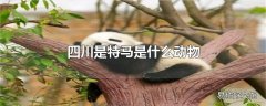 四川是特马是什么动物