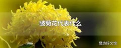 皱菊花代表什么