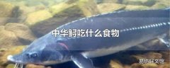 中华鲟吃什么食物
