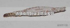 衣蛾会爬到头上吃头发吗