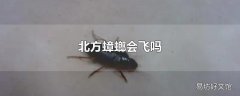 北方蟑螂会飞吗