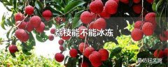 荔枝能不能冰冻