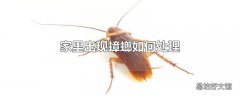 家里出现蟑螂如何处理