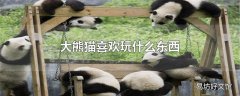 大熊猫喜欢玩什么东西