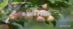 柰子和李子的区别
