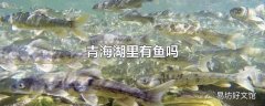 青海湖里有鱼吗