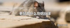 老鼠为什么怕钢丝球