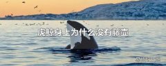 虎鲸身上为什么没有藤壶
