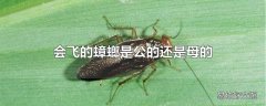 会飞的蟑螂是公的还是母的
