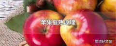 苹果催熟原理