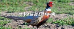 为什么盐能让野鸡中毒