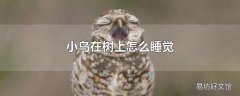 小鸟在树上怎么睡觉