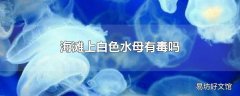 海滩上白色水母有毒吗